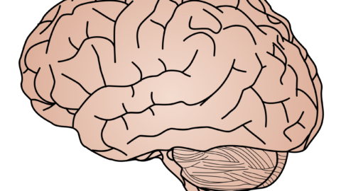 Illustration of the human brain