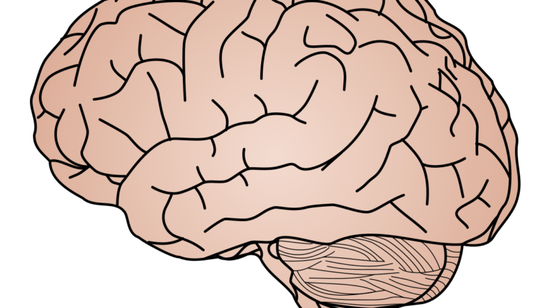 Illustration of the human brain