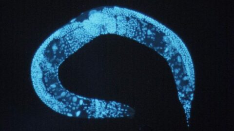 C. elegans, a model organism widely used in ageing research. Photo: public domain, via Wikimedia Commons.