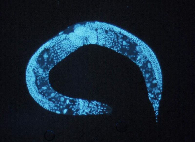 C. elegans, a model organism widely used in ageing research. Photo: public domain, via Wikimedia Commons.
